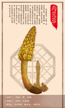中草药肉苁蓉