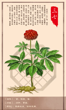 中草药三七