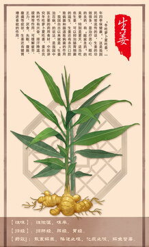 中草药生姜