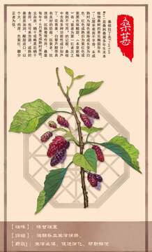 中草药桑葚