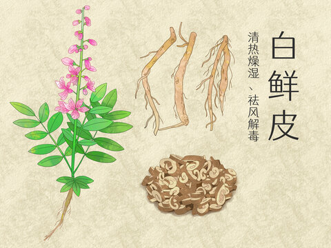 手绘水彩中药药材白鲜皮插画