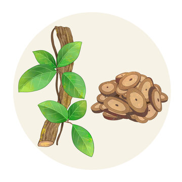 手绘水彩中药药材海风藤