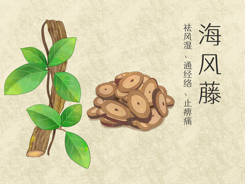 手绘水彩中药药材海风藤插画