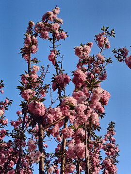 粉红樱花树枝