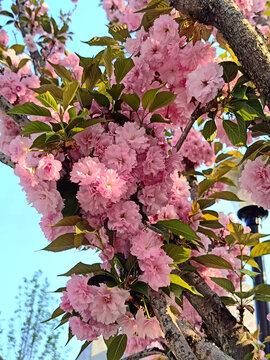 粉红樱花树枝