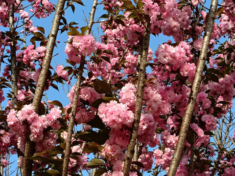 粉红樱花树枝