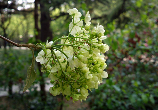 绣球花