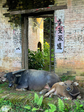 老牛