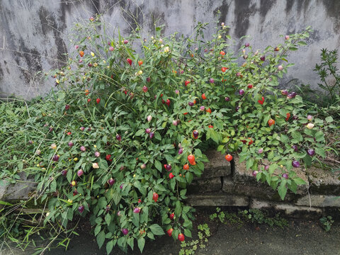 item.picName