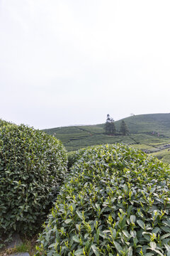 杭州龙井生态茶园