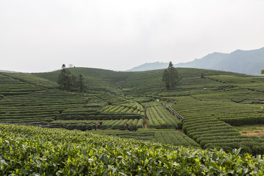 茶山