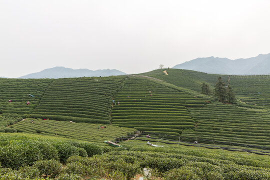 有机茶山