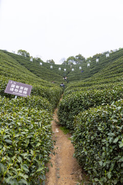 龙井茶园
