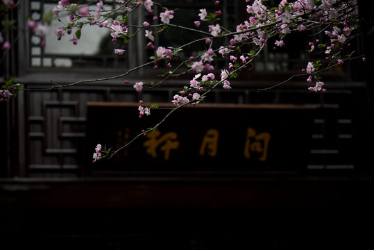 窗和梅花