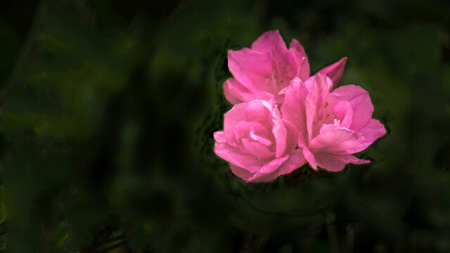高清杜鹃花