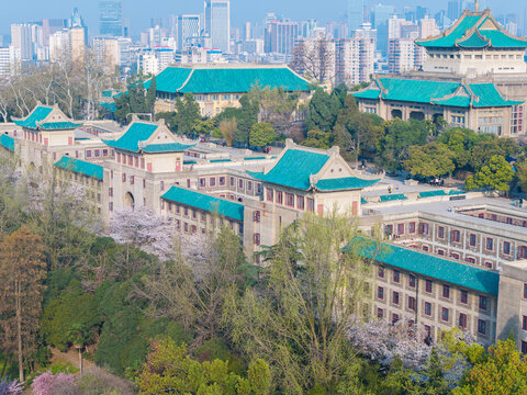 武汉大学春季樱花盛开