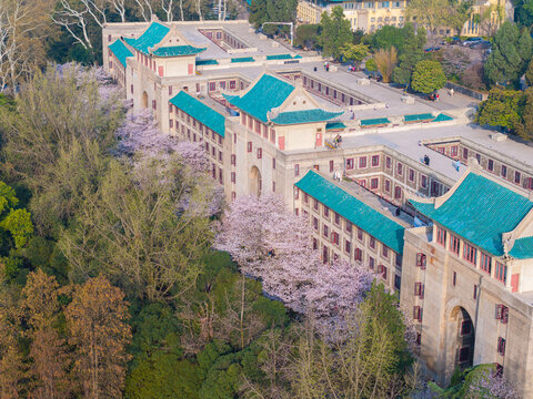 武汉大学春季樱花盛开