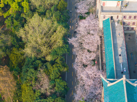 武汉大学春季樱花盛开