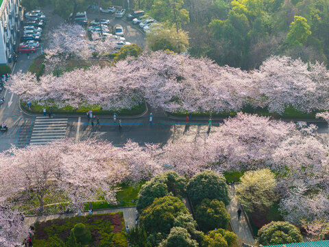 武汉大学春季樱花盛开