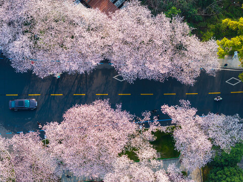 武汉大学春季樱花盛开