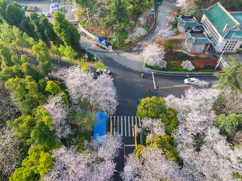 武汉大学春季樱花盛开