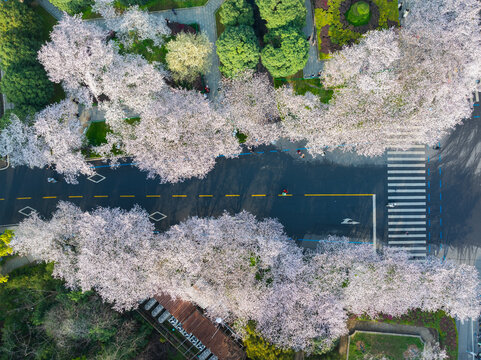 武汉大学春季樱花盛开