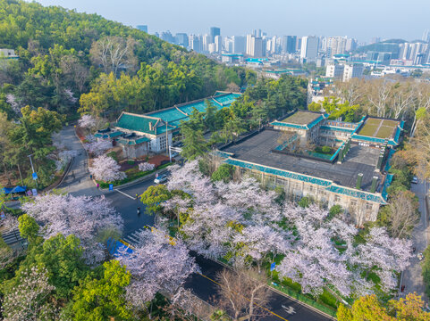 武汉大学春季樱花盛开