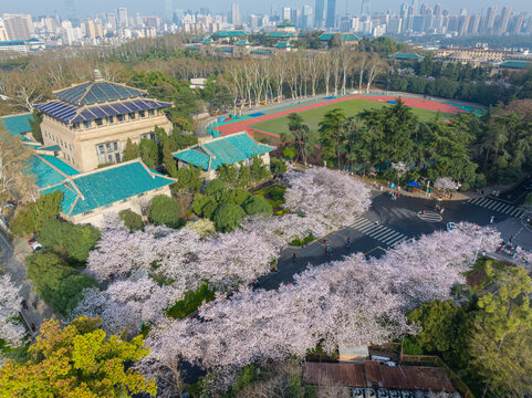 武汉大学春季樱花盛开