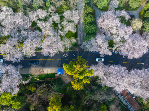 武汉大学春季樱花盛开