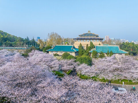 武汉大学春季樱花盛开