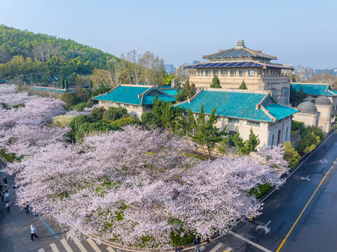武汉大学春季樱花盛开