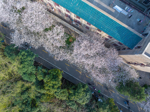 武汉大学春季樱花盛开