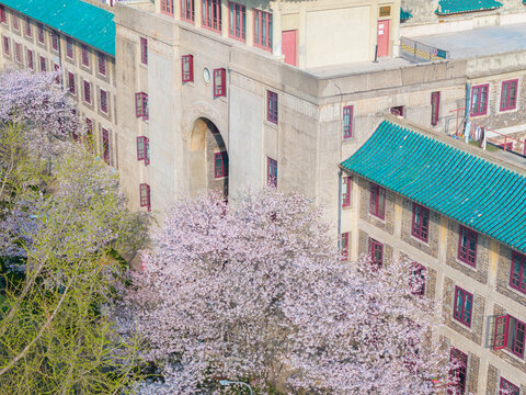 武汉大学春季樱花盛开