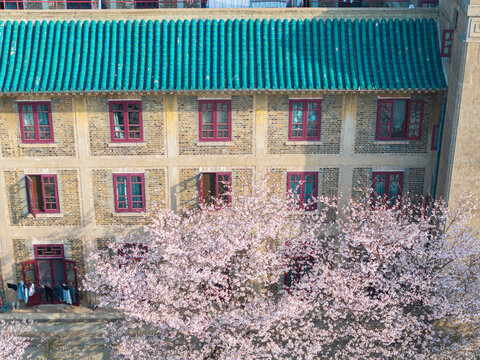 武汉大学春季樱花盛开