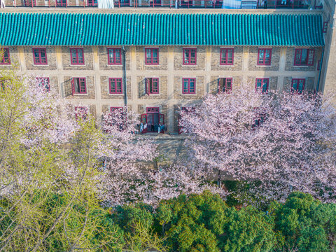 武汉大学春季樱花盛开