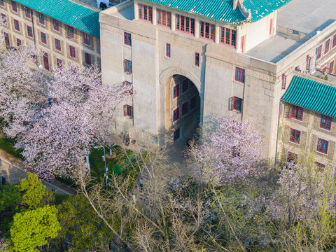 武汉大学春季樱花盛开