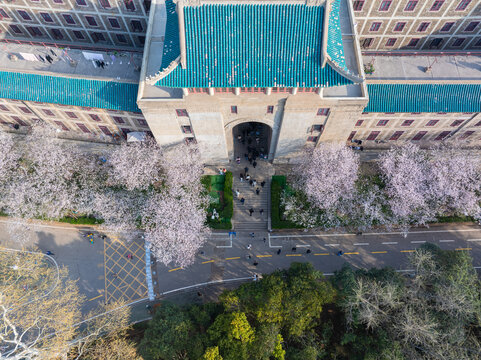 武汉大学春季樱花盛开