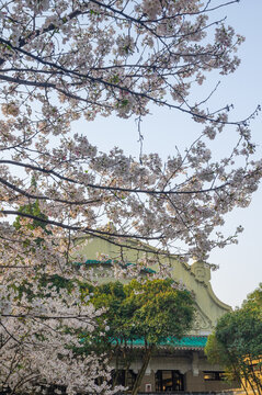 武汉大学春季樱花盛开