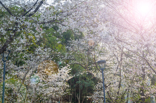 武汉大学春季樱花盛开