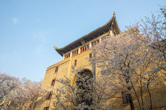 武汉大学春季樱花盛开
