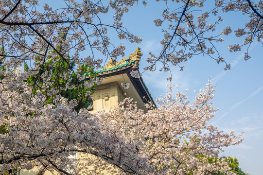 武汉大学春季樱花盛开