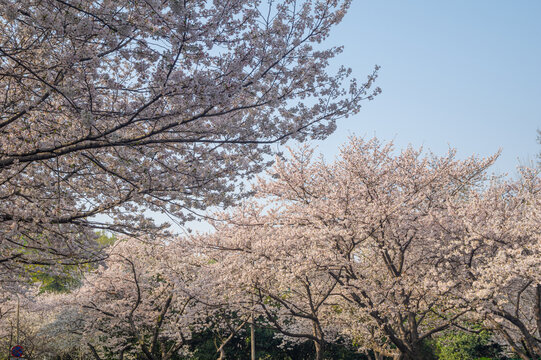 武汉大学春季樱花盛开