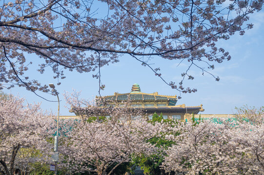 武汉大学春季樱花盛开