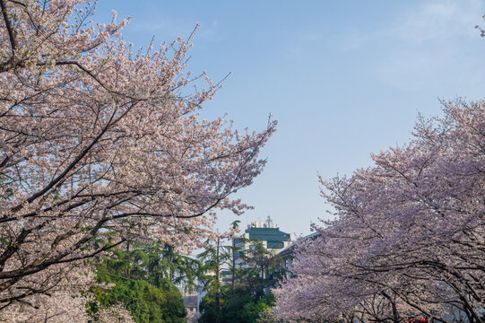 武汉大学春季樱花盛开