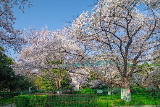 武汉大学春季樱花盛开