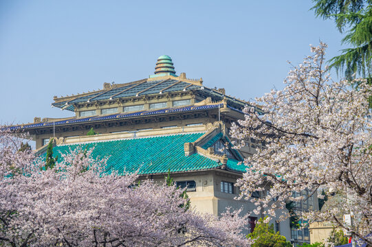 武汉大学春季樱花盛开