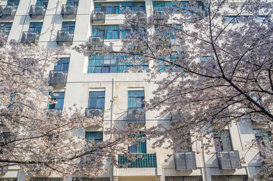 武汉大学春季樱花盛开