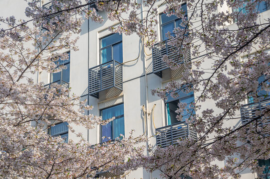 武汉大学春季樱花盛开