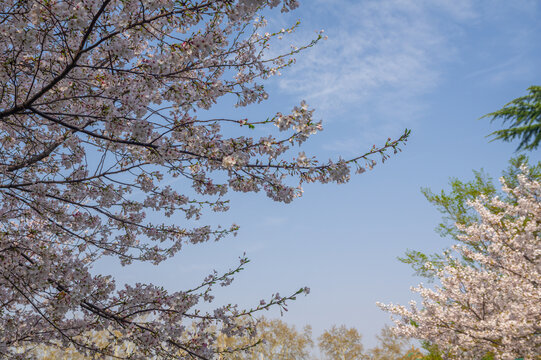 武汉大学春季樱花盛开