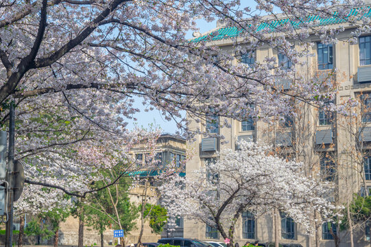 武汉大学春季樱花盛开